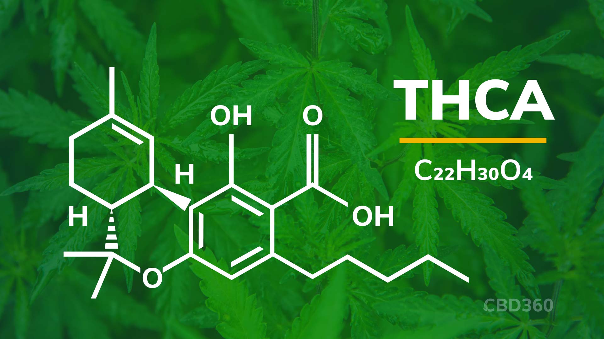 Ultimativer THCA Ratgeber - Das solltest du wissen!